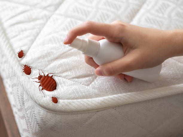 Wasp Removal Services in North Adams, MA